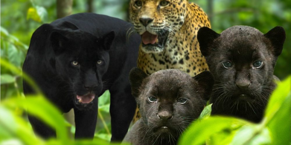Chiapas- 4 ejemplos de la increíble fauna