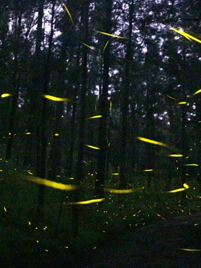 Firefly Sanctuary